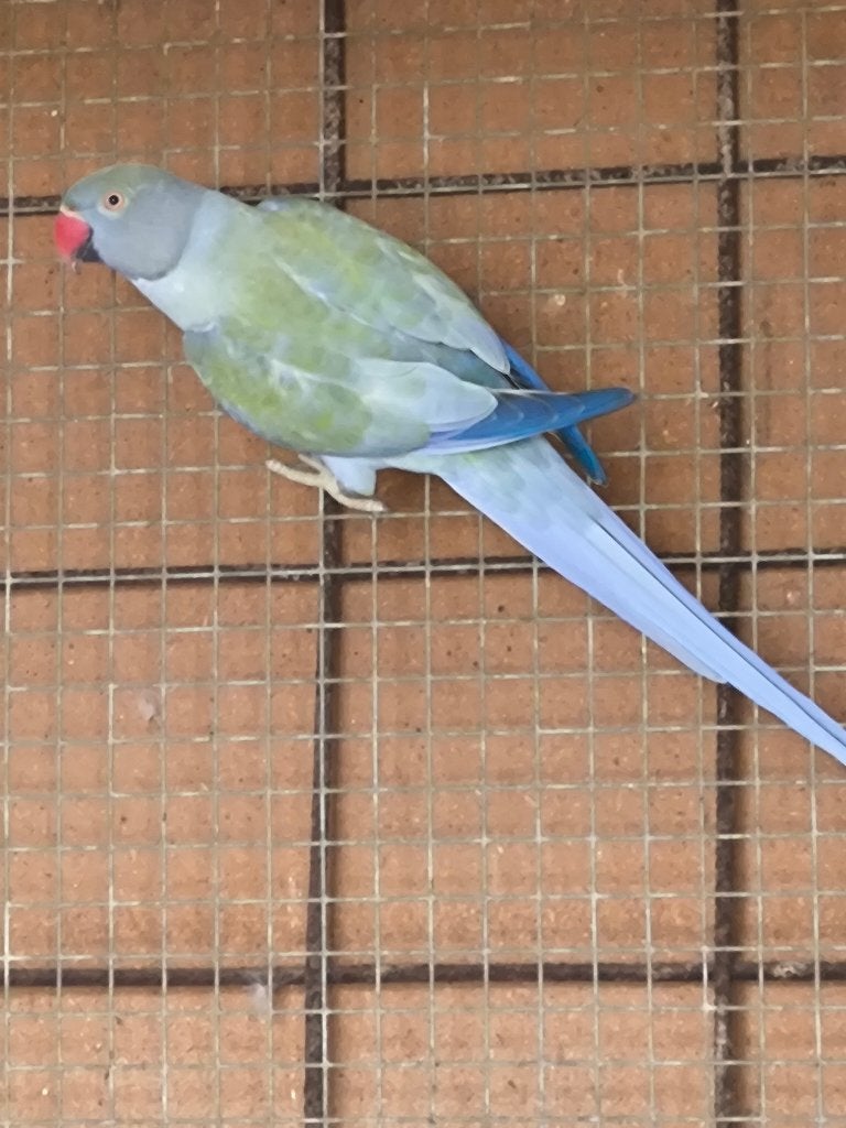halsband parkieten, Meerdere dieren, Parkiet, Geringd
