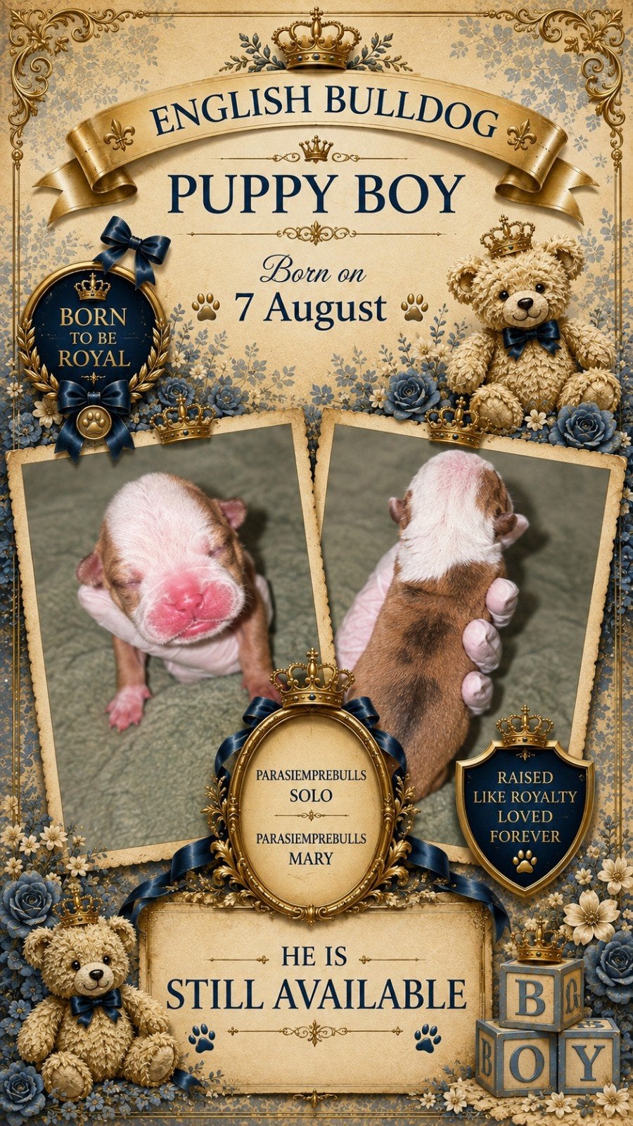 Engelse Bulldog pups met DBKC-applicatie, Dieren en Toebehoren, Honden | Bulldogs, Pinschers en Molossers, België, Fokker | Hobbymatig