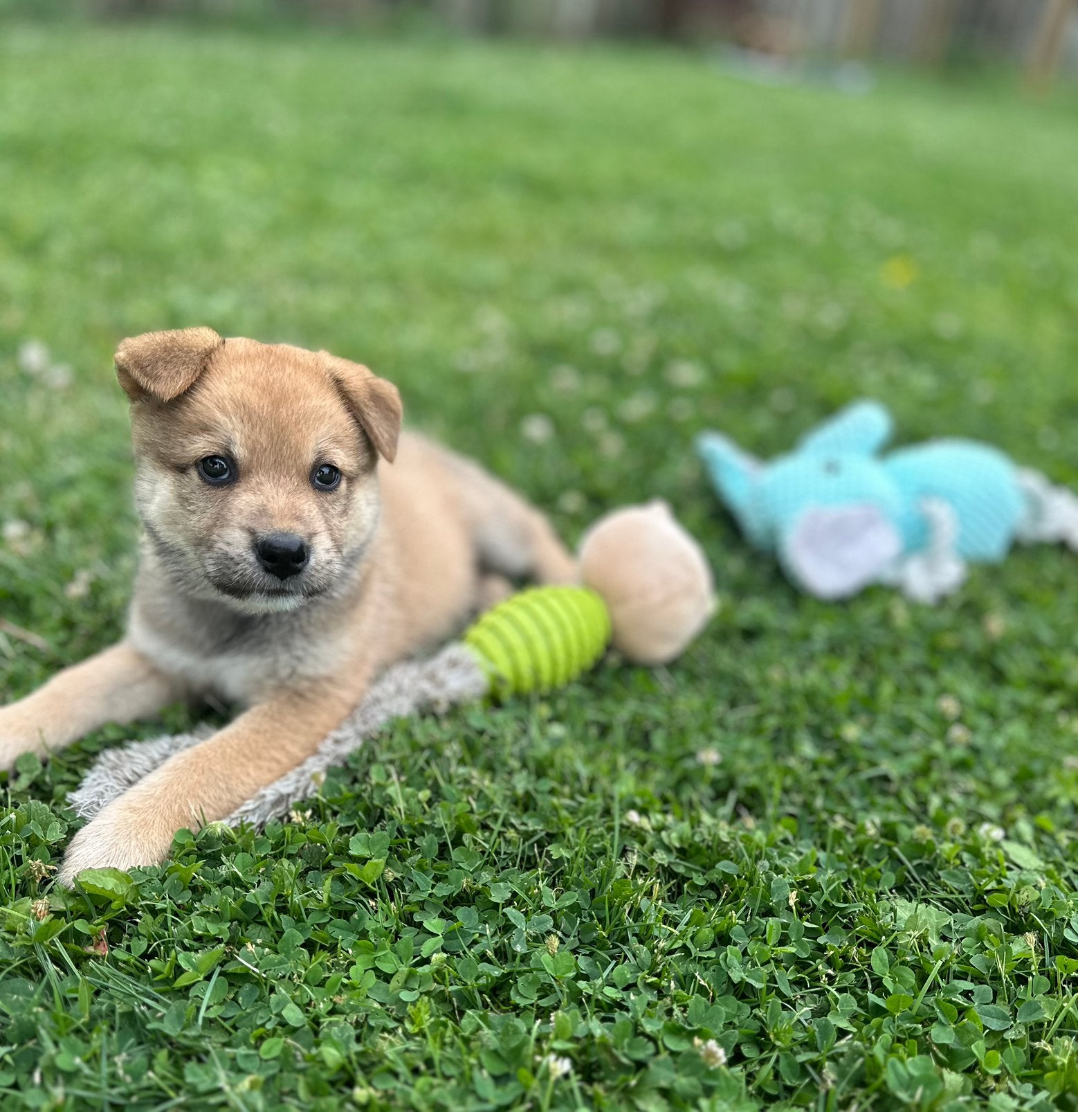 Puppy’s Eurasiër / Herdermix kruising, Parvo, Overige rassen, 8 tot 15 weken, Meerdere