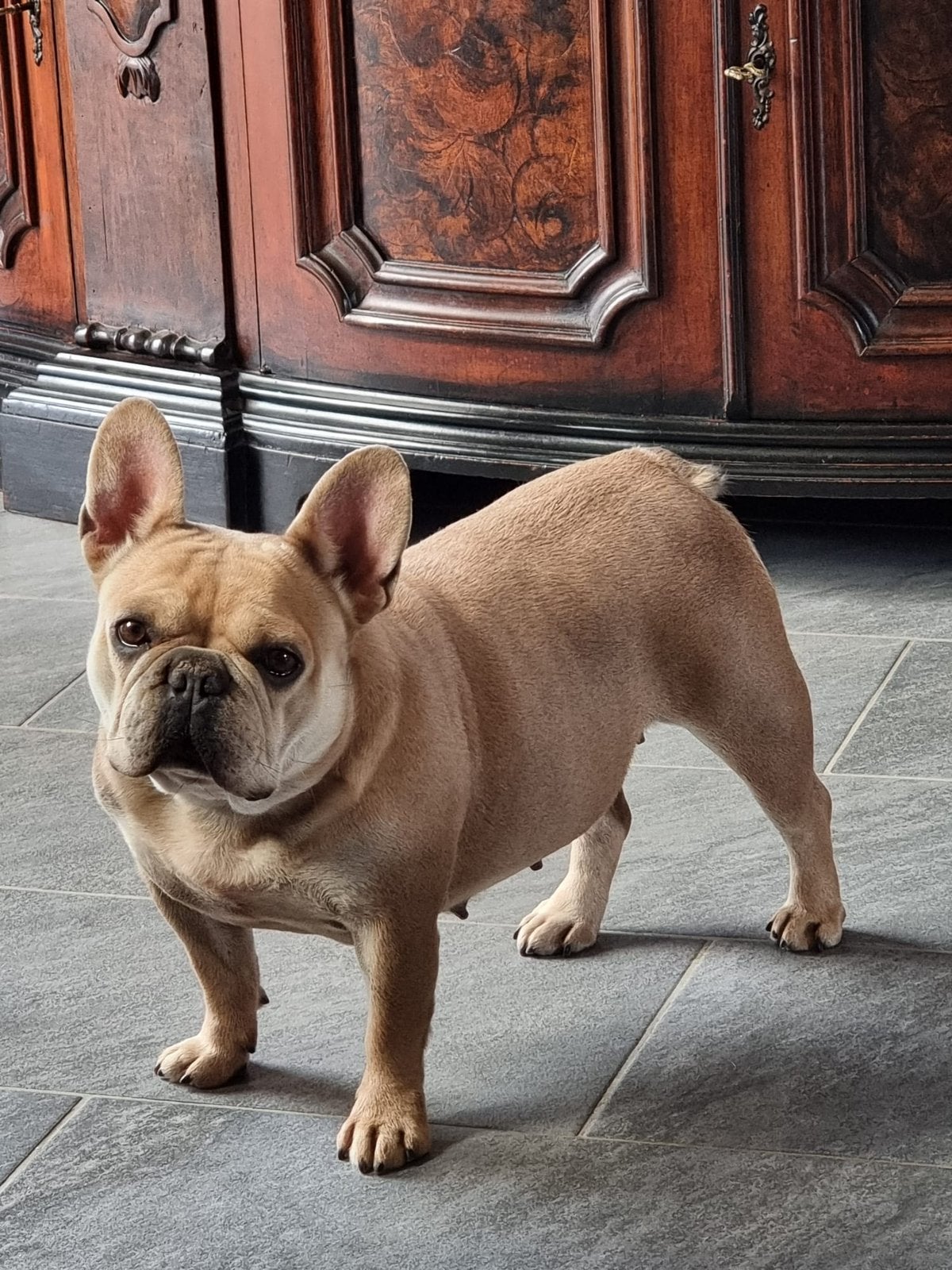 Fawn Franse Bulldog Teefje - zoekt nieuw huisje!, Teef, Parvo, Bulldog, Eén hond