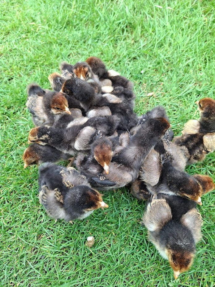 kuikens van brahma goud/zwart gezoomd, Dieren en Toebehoren, Pluimvee, Geslacht onbekend, Kip