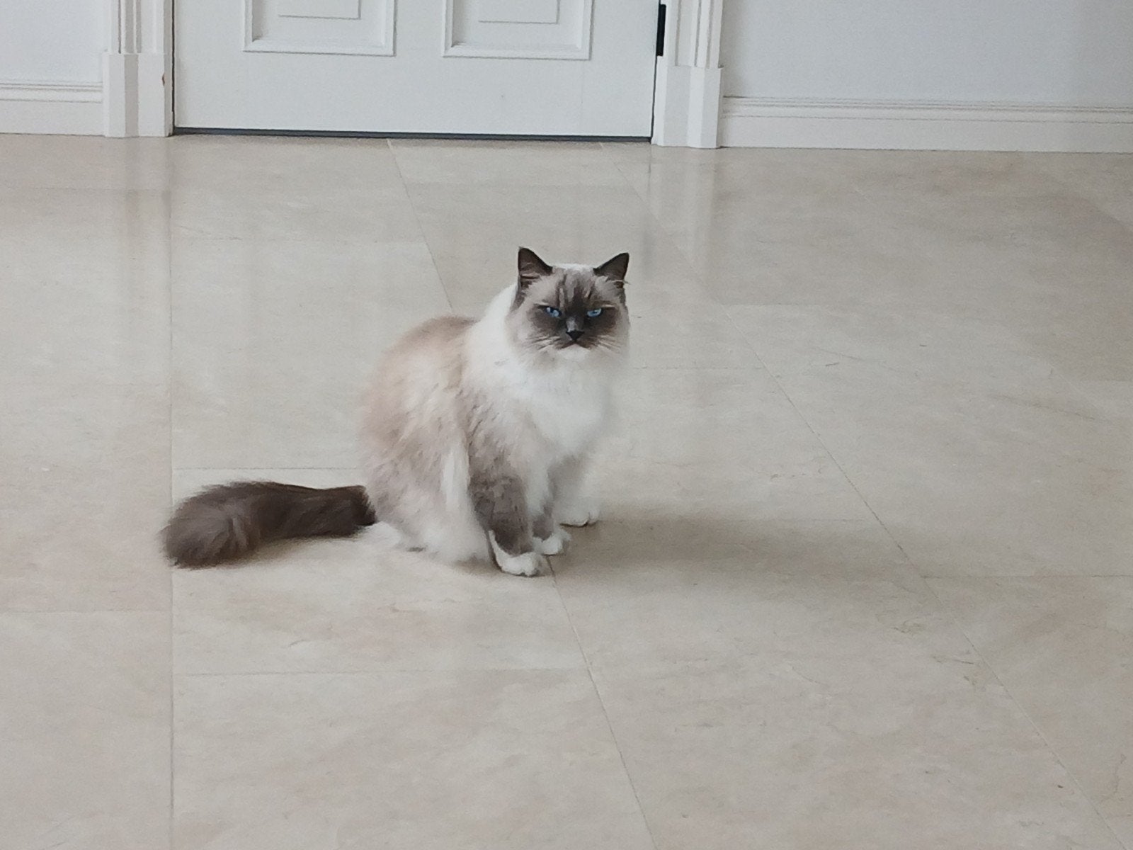 Lieve, mooie ragdoll kittens, Poes, Gechipt, 0 tot 2 jaar