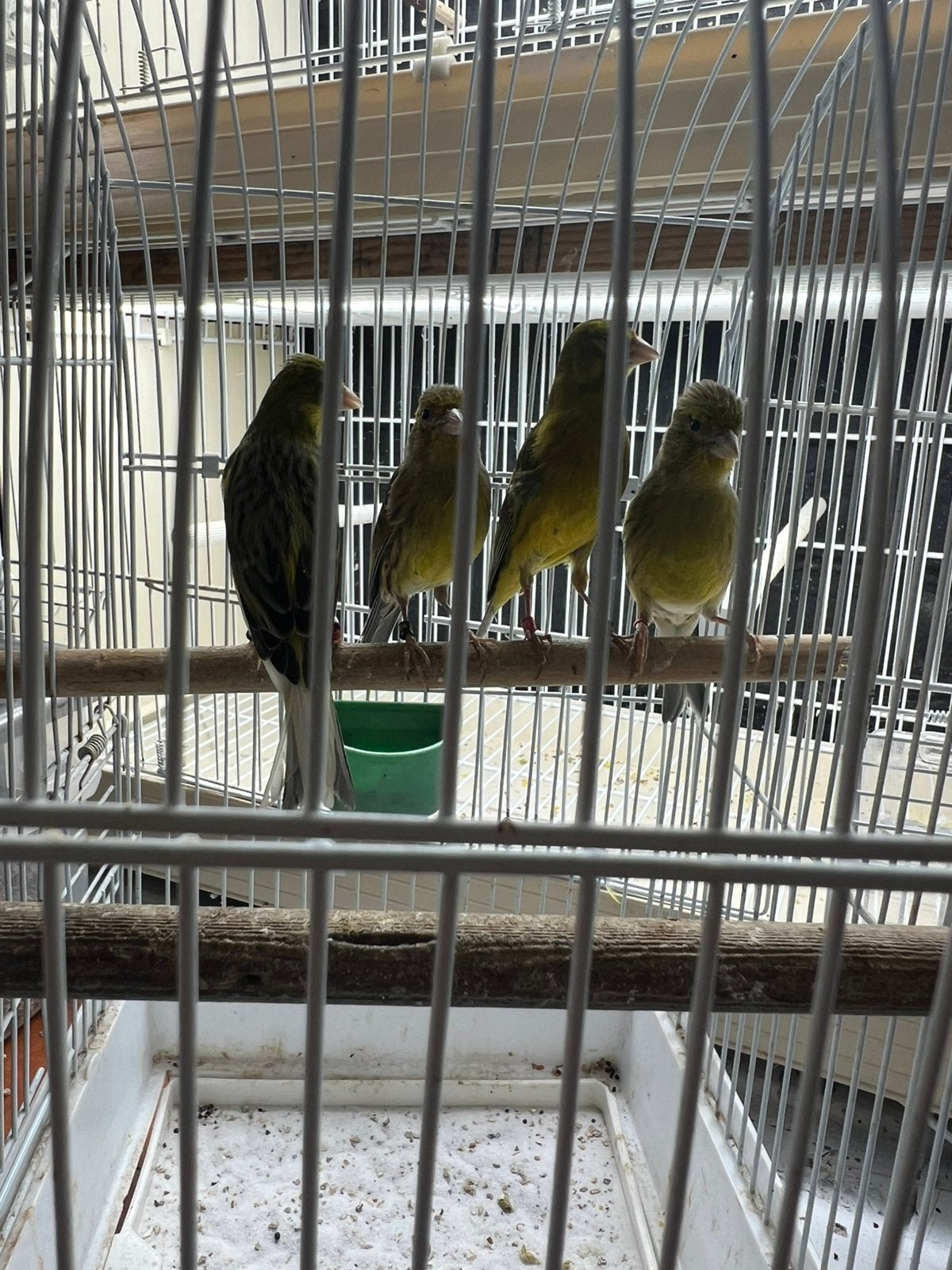 kanaries, Meerdere dieren, Kleurkanarie