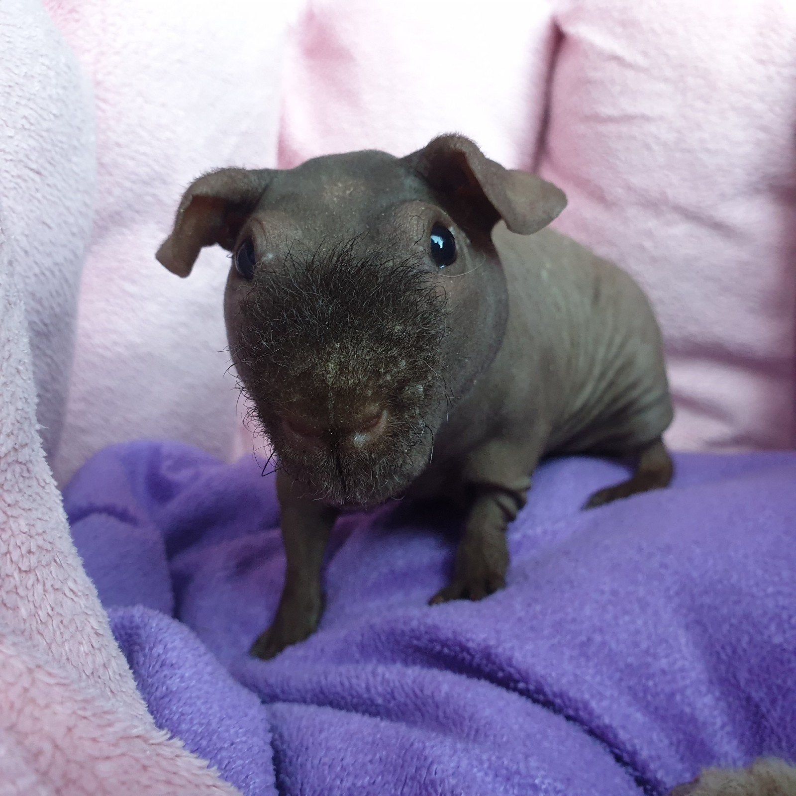 Mooi donkerbruin skinny cavia beertje, Februari, Mannelijk, Cavia