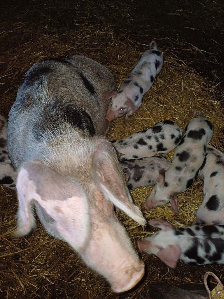 Bonte Bentheimer biggen, Meerdere dieren, Varken, 0 tot 2 jaar
