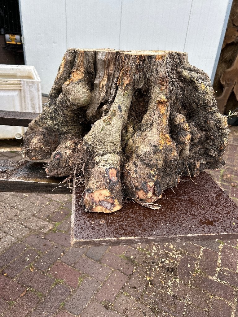 olijfwortel hout olijfboom decoratie lamp, Ophalen of Verzenden, Nieuw
