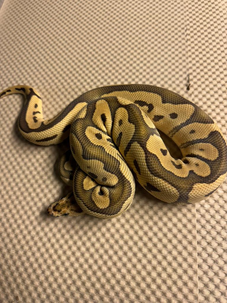 Ball pythons, Dieren en Toebehoren, Reptielen en Amfibieën, Slang, 3 tot 6 jaar