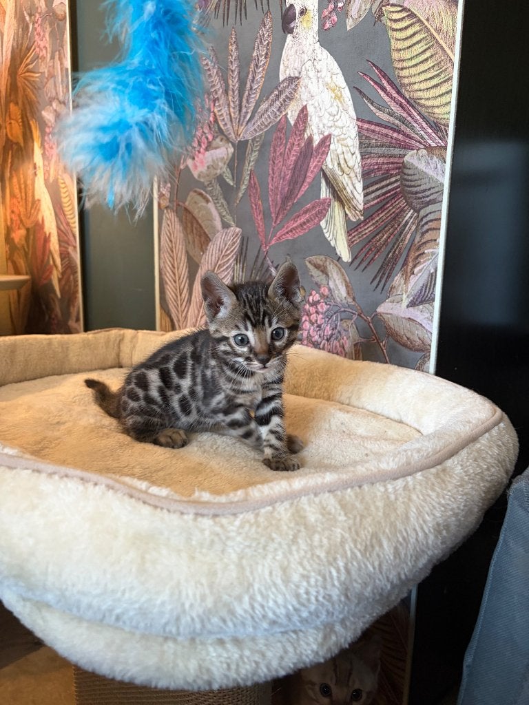Twee prachtige Bengaal kittens beschikbaar, Dieren en Toebehoren, Kater, Met stamboom, 0 tot 2 jaar