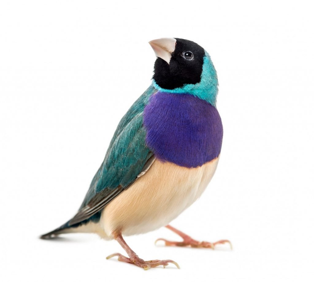 Gezocht : Gouldamadines Pop Blauw, Dieren en Toebehoren, Vrouwelijk, Geringd