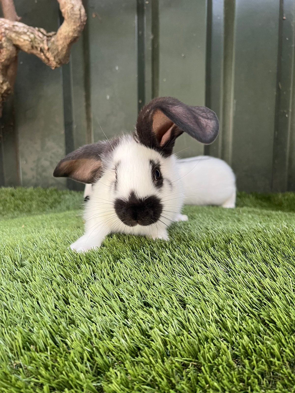 Jongen Lotharingen, Dieren en Toebehoren, Konijnen, Meerdere dieren, Groot