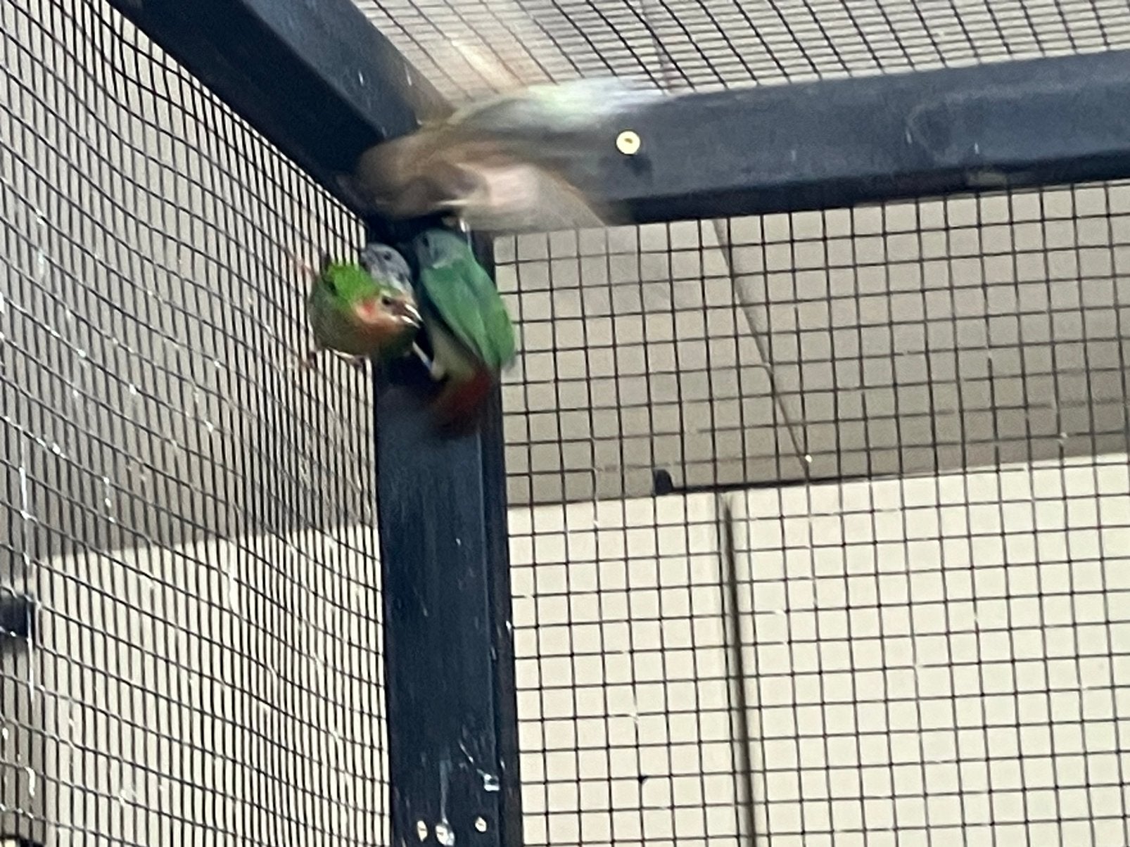 Roodkop & forbes papegaai amadines, Dieren en Toebehoren, Vogels | Overige Vogels, Meerdere dieren