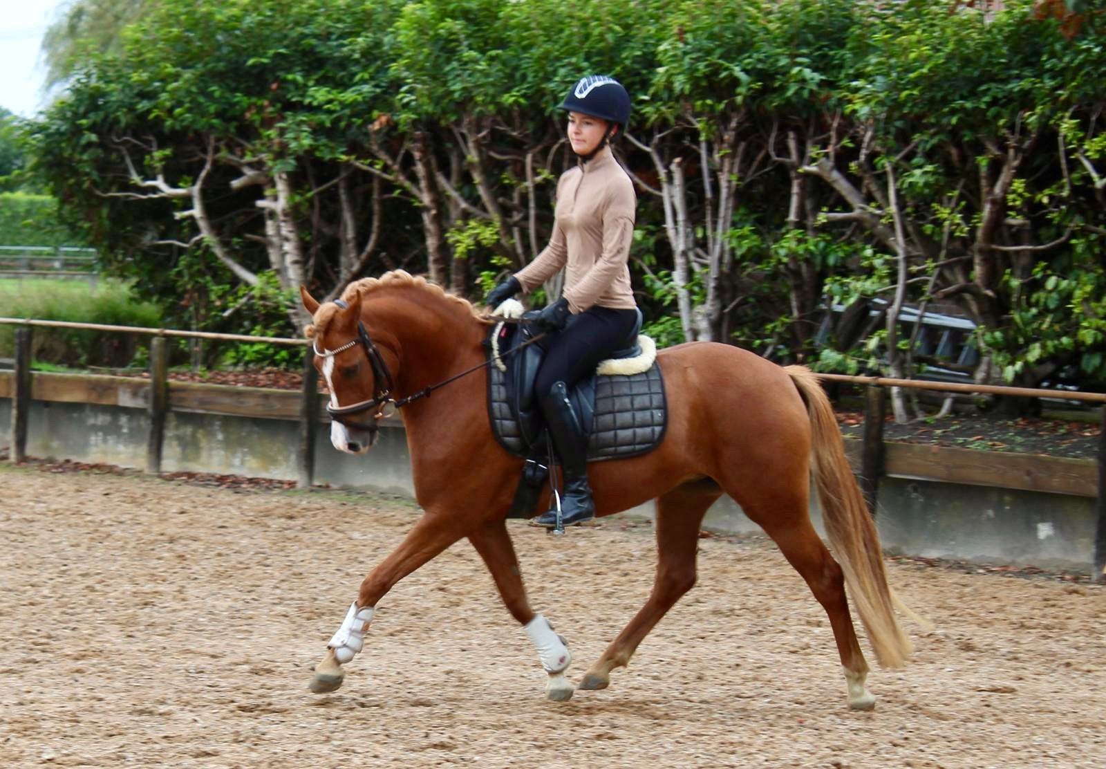 Bloedmooie 3,5 jarige D pony v.lutmars jagger !!!!, Merrie, Dressuurpony, 3 tot 6 jaar, D pony (1.37m tot 1.48m)