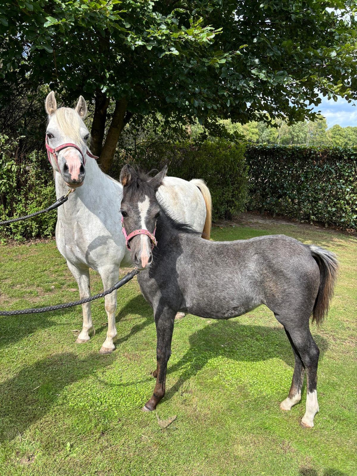Welsch pony veulen, Dieren en Toebehoren, Pony's, Merrie, Dressuurpony, Niet van toepassing, 0 tot 2 jaar