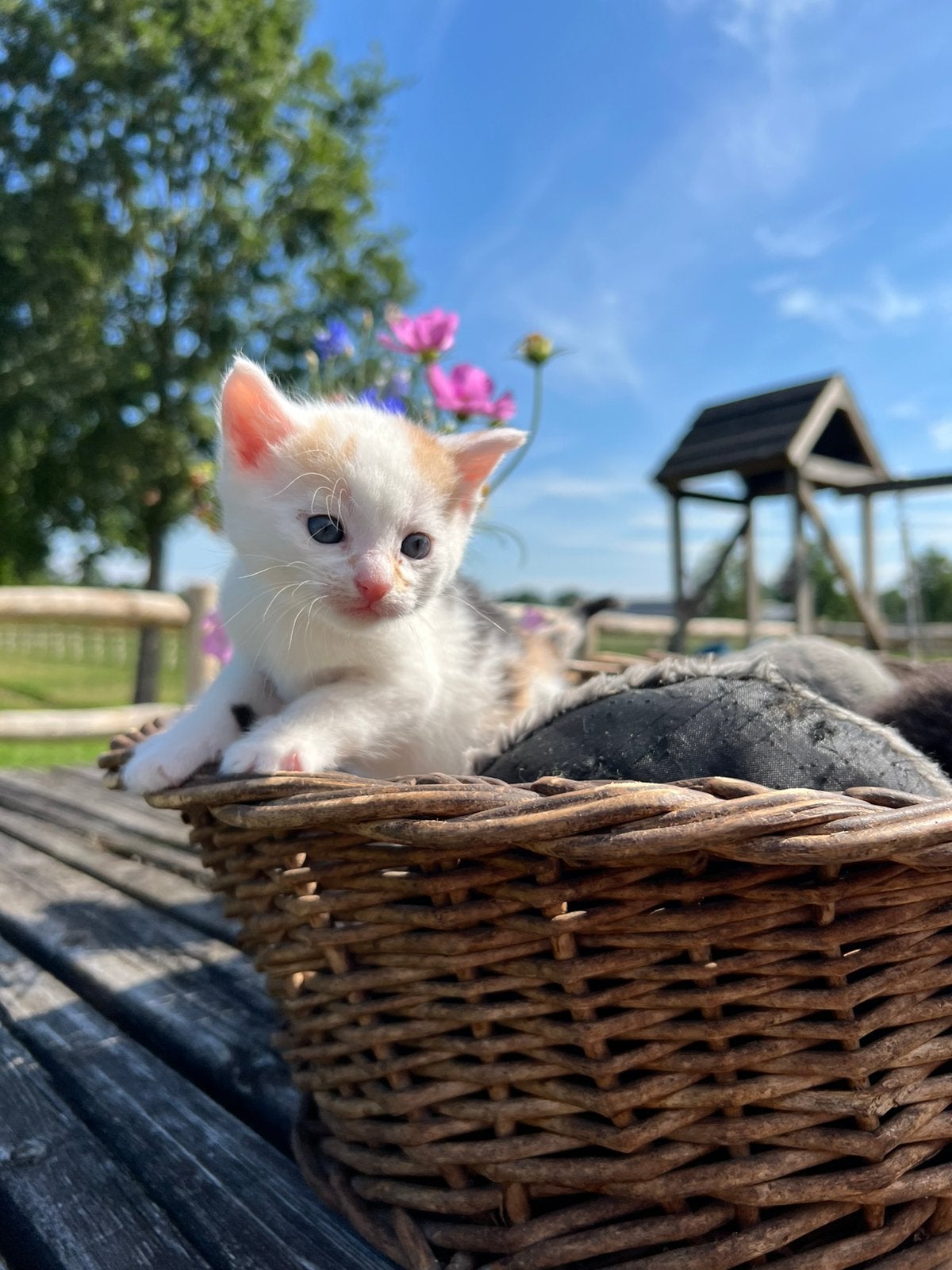 Deze lieve kittens zoeken een baasje, Poes, Kortharig, 0 tot 2 jaar