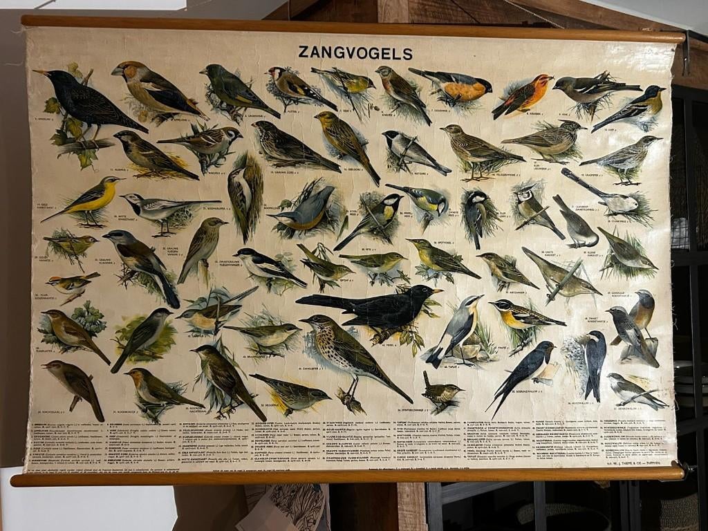 Zangvogels, Ophalen of Verzenden, Natuur en Biologie