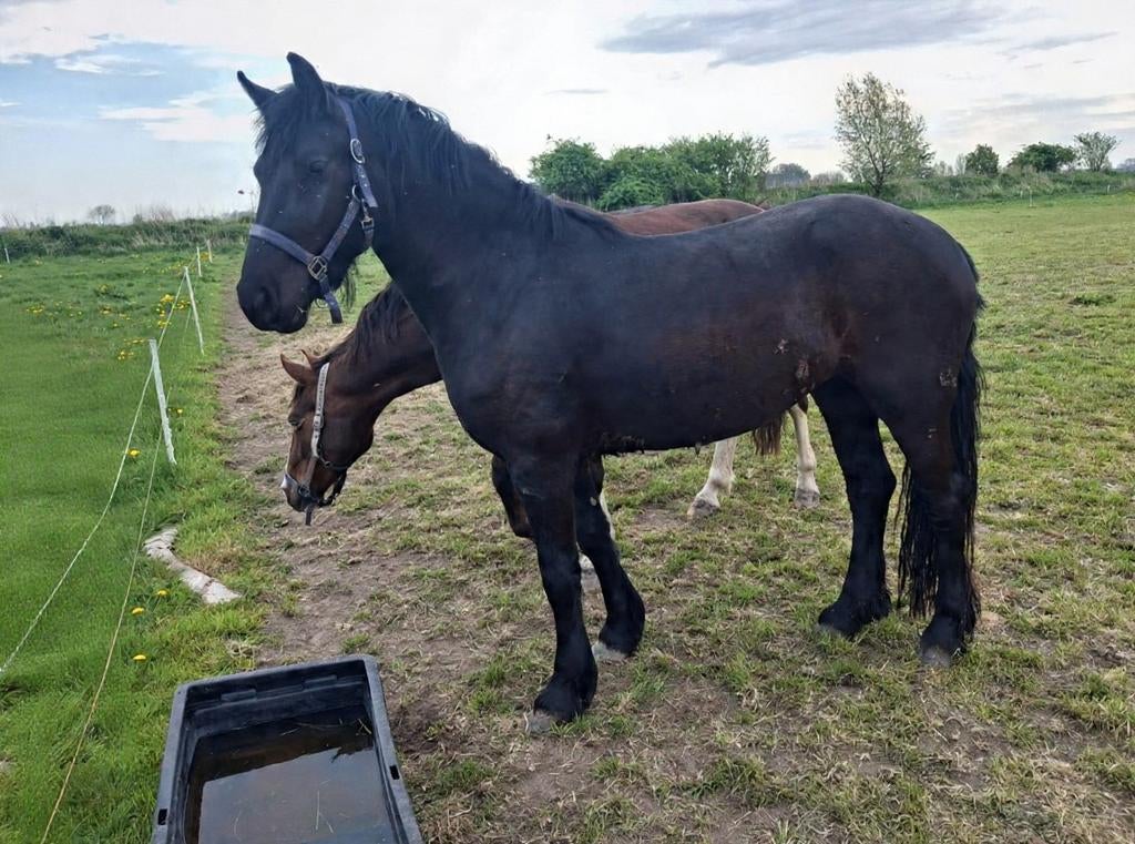Friese merrie, Dieren en Toebehoren, Paarden, Merrie, 3 tot 6 jaar, Gechipt, 160 tot 165 cm