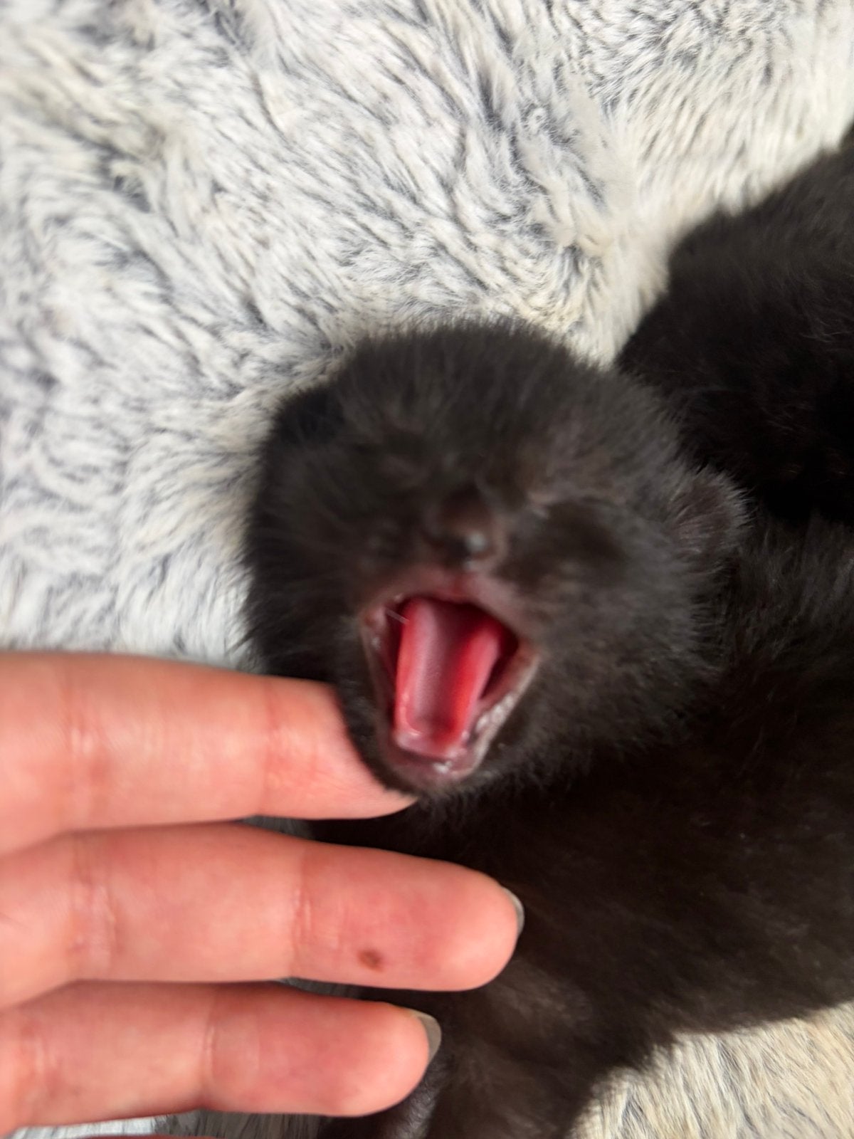 Kittens, Meerdere dieren