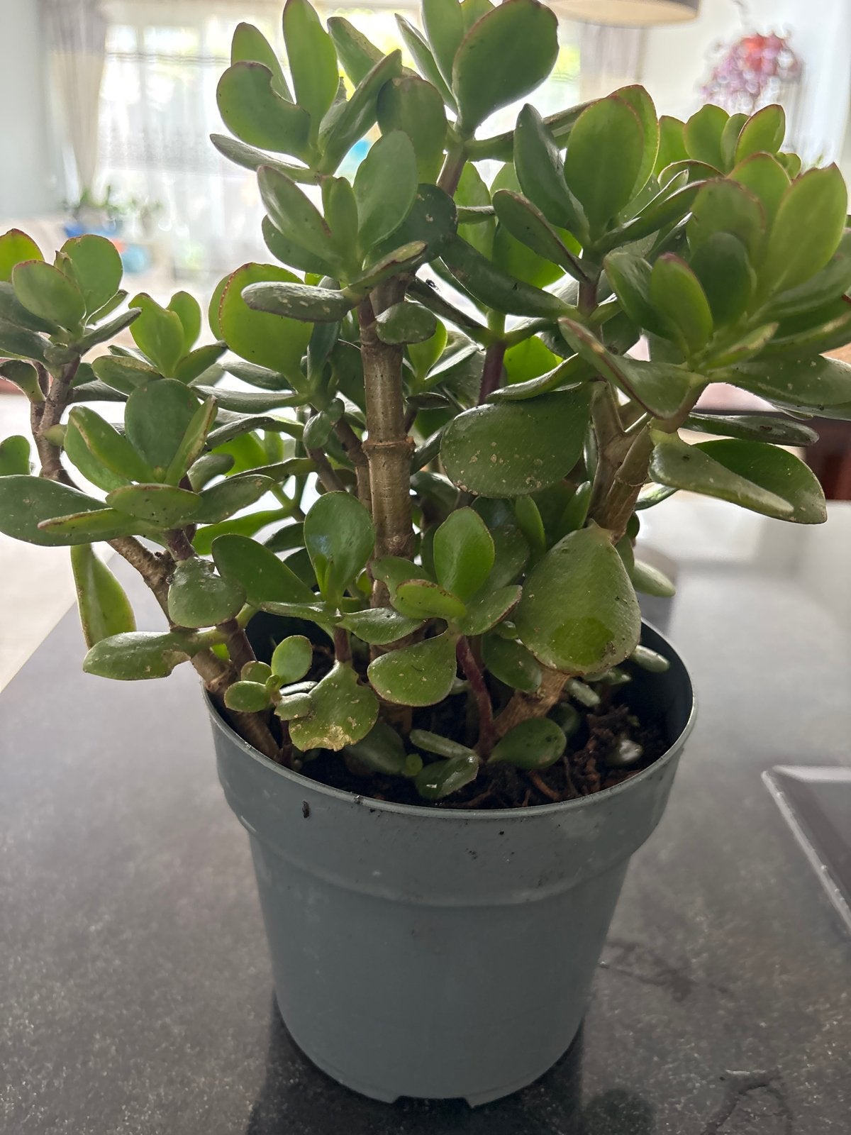 Mooie Crassula Ovata (Jadeplant) in pot, Vetplant, Ophalen of Verzenden, In pot, Minder dan 100 cm