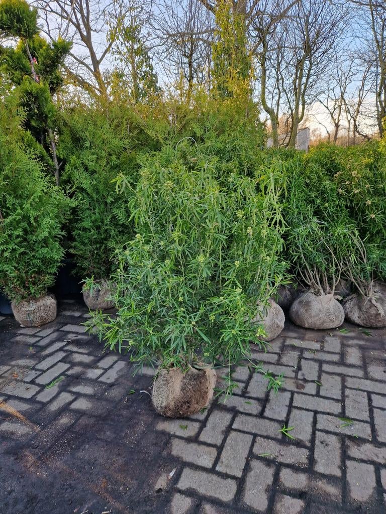 Choisya ternata 80-100cm XXL - Glansmispel, Ophalen