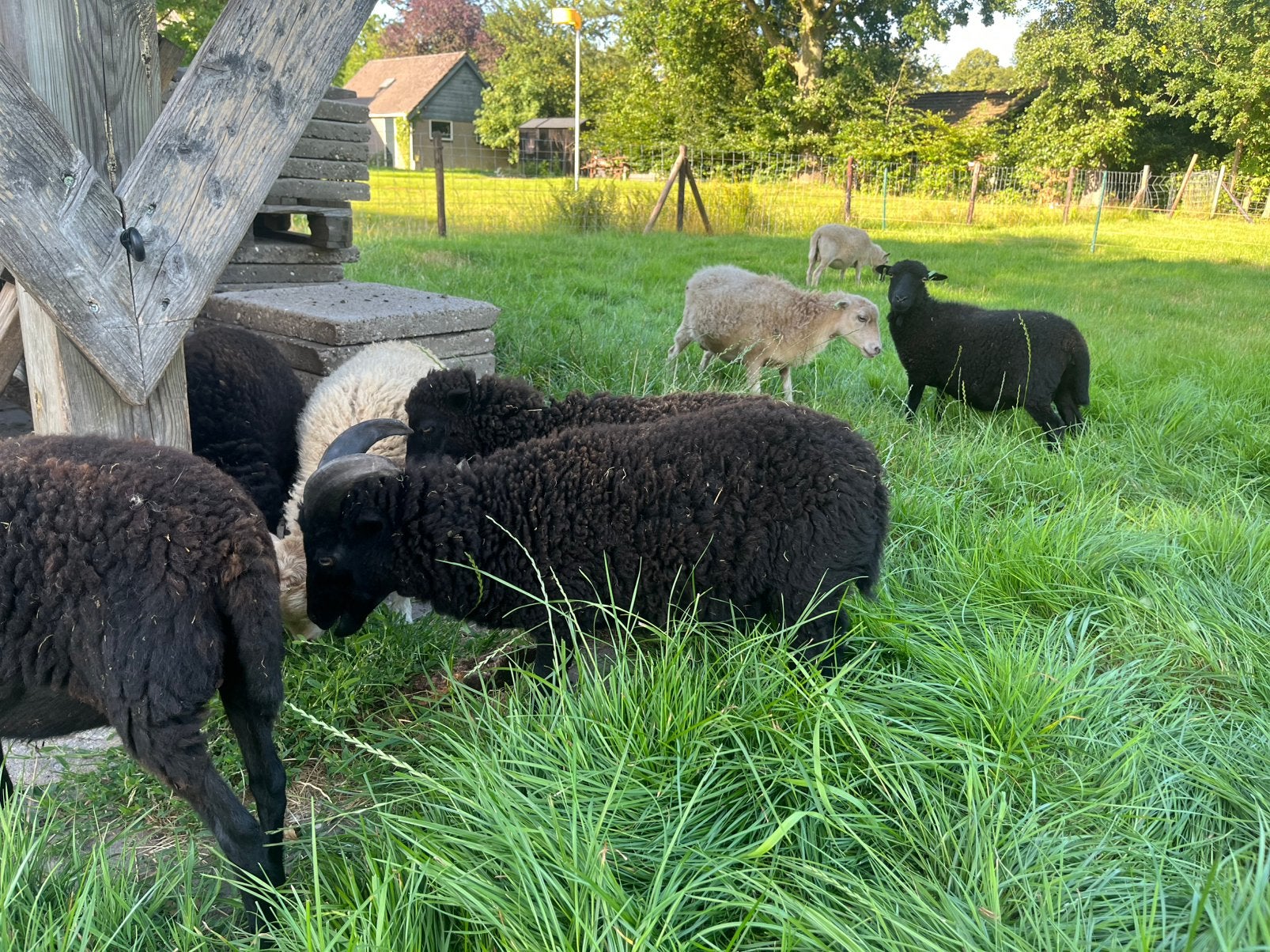 4 Prachtige Ouessant schapen, Dieren en Toebehoren, Vrouwelijk, Schaap