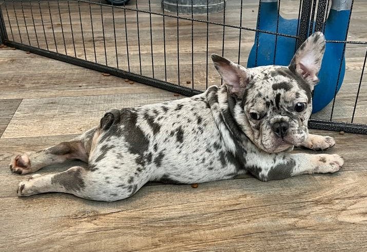 🐾 prachtige Franse Bulldog Merle reu 🐾, Dieren en Toebehoren, 15 weken tot 1 jaar, Reu, Buitenland, Bulldog