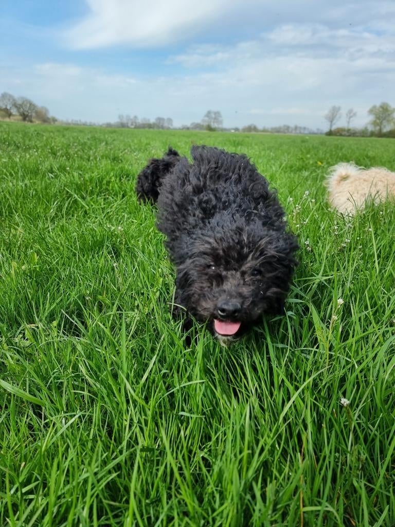Dwergpoedel / maltipoo, Poedel, Parvo, 15 weken tot 1 jaar, Reu