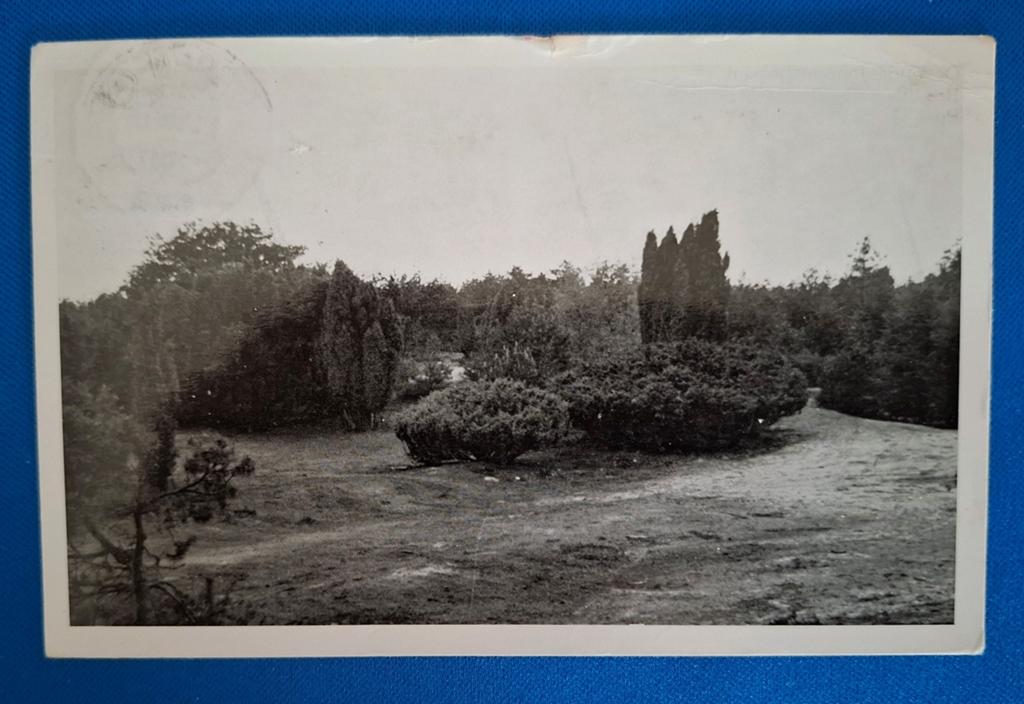 Ansichtkaart Nieuw Milligen Ouroude Jeneverbessen 1955, Ophalen of Verzenden, 1940 tot 1960, Gelopen, Gelderland