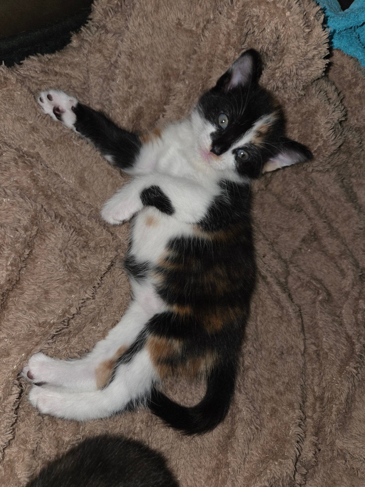 Mooie kittens, Dieren en Toebehoren, Katten en Kittens | Overige Katten, Meerdere dieren, Kortharig, 0 tot 2 jaar