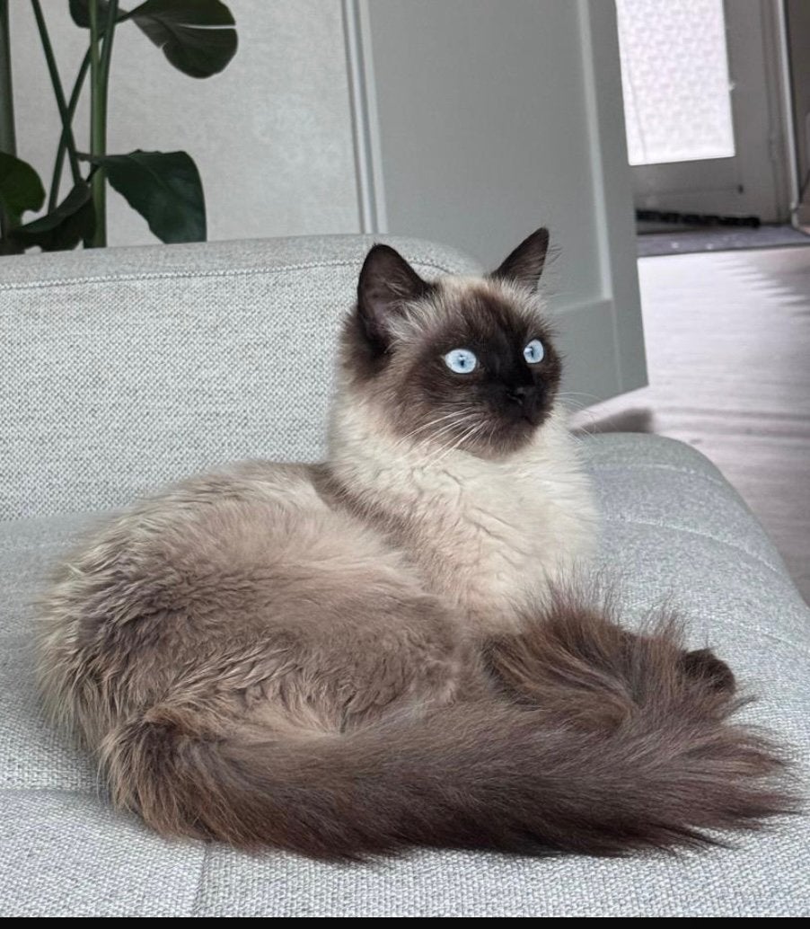 Prachtige kittens van Siamese moeder, Meerdere dieren, Ontwormd