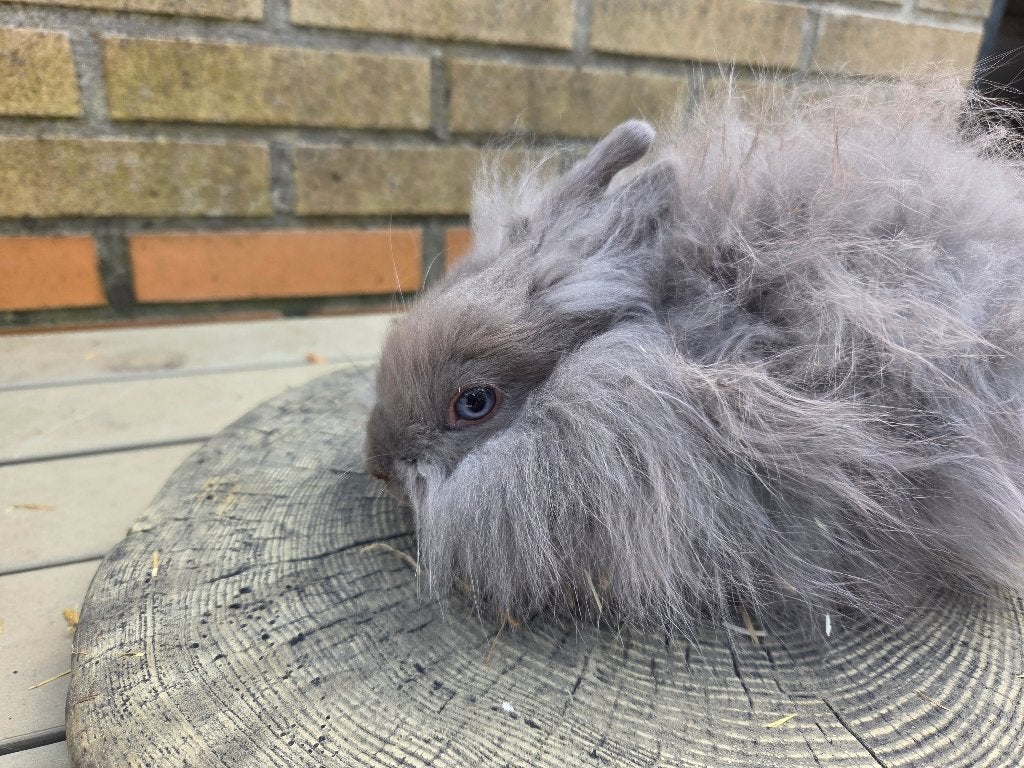 Teddy Dwergjes 2026, Dieren en Toebehoren, Konijnen, Vrouwelijk, Dwerg, 0 tot 2 jaar