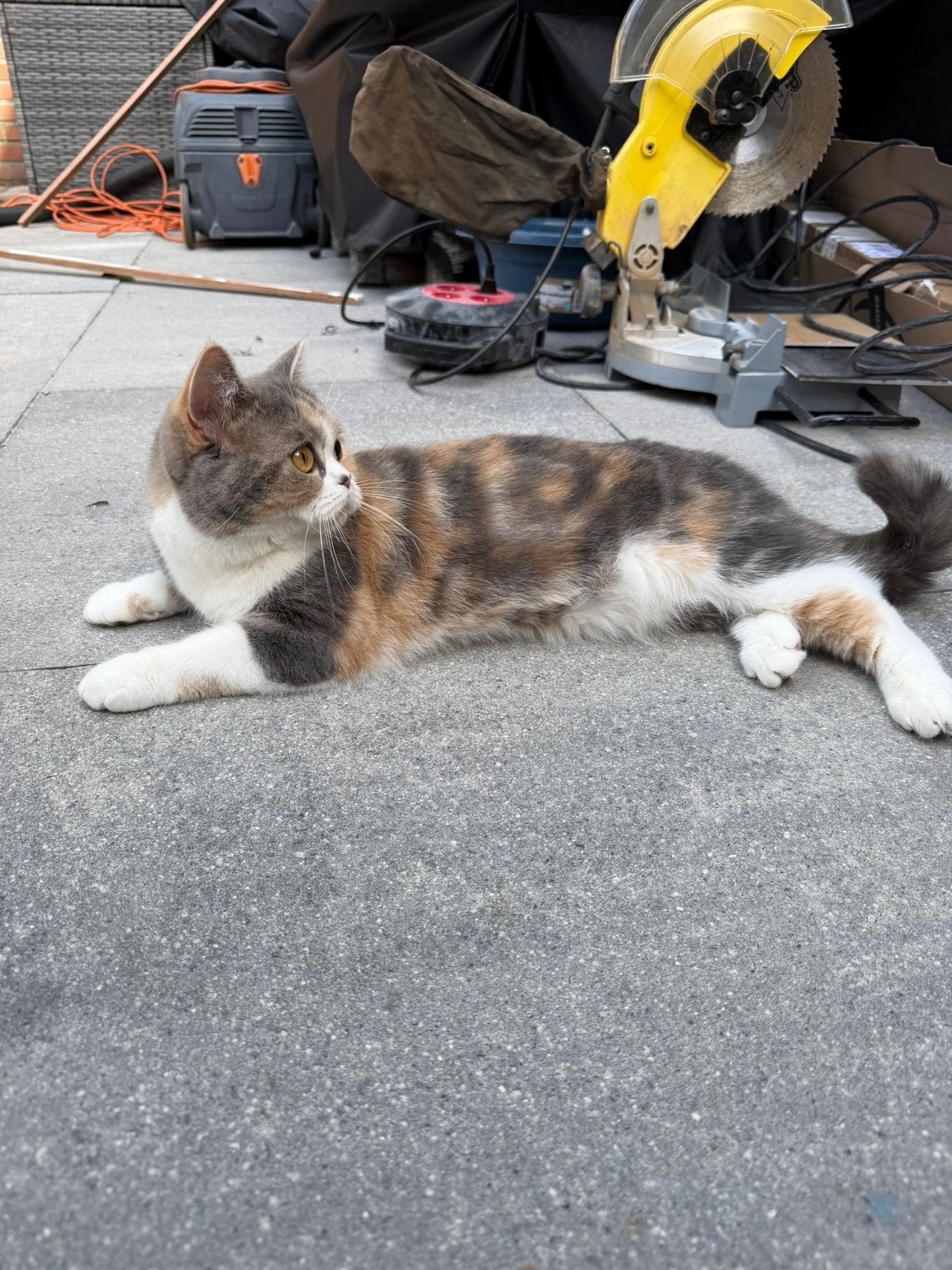 britse korthaar, Poes