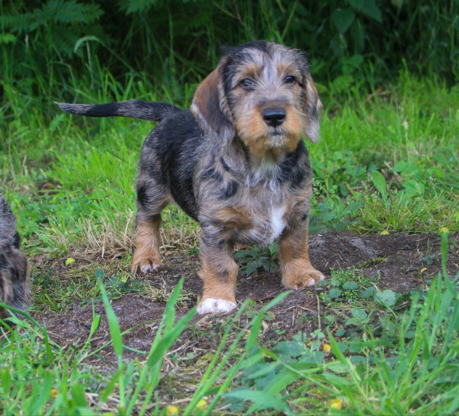 Lieve Teckelpups zoeken hun gouden mandje, Dieren en Toebehoren, Honden | Teckels en Dashonden, Parvo, Standaard, 8 tot 15 weken