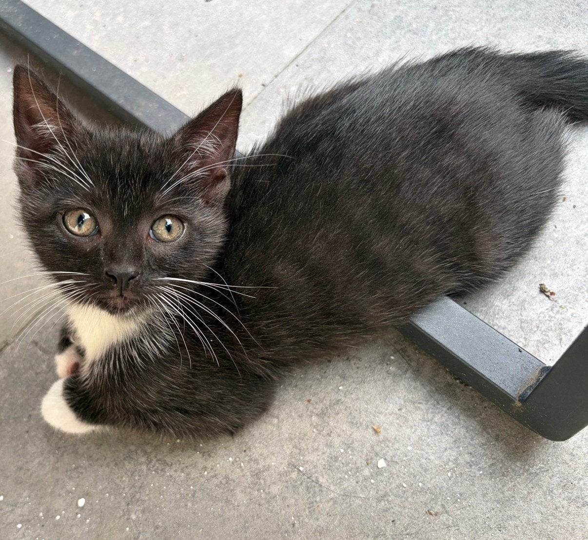 2 lieve kittens, Meerdere dieren