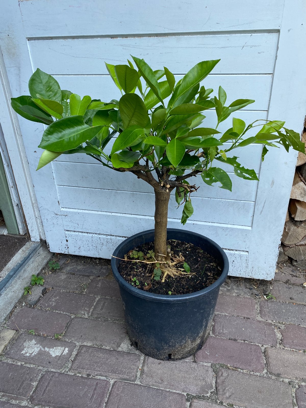 Sinaasappelboom, Ophalen, Overige soorten, Struik, Minder dan 100 cm