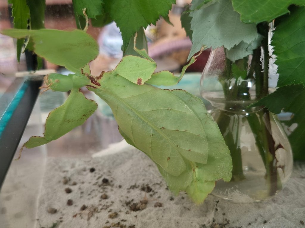 Wandelend Blad (PSG 72), Dieren en Toebehoren, Insecten en Spinnen, Overige soorten