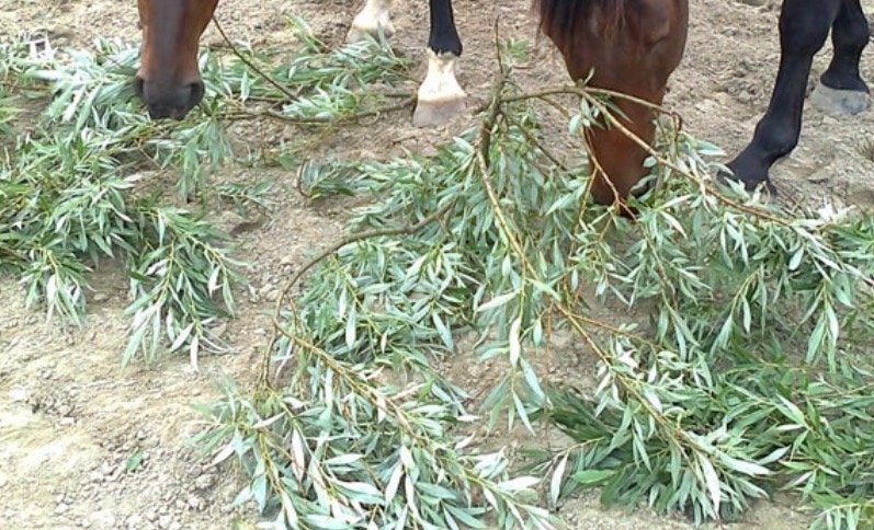 Wilgentakken gezocht voor mijn paard!, Ophalen, Volle zon, Overige soorten, Minder dan 100 cm