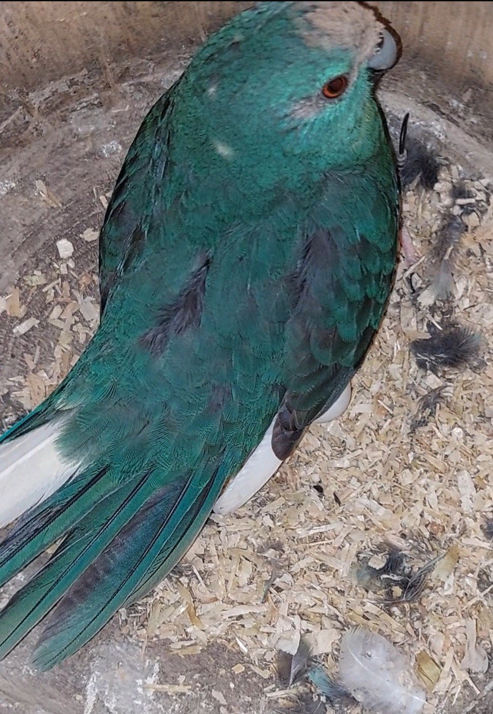 Ik zoek een blauwe kakariki pop liefst tussen 1 en 2 jr oud., Vrouwelijk, Parkiet