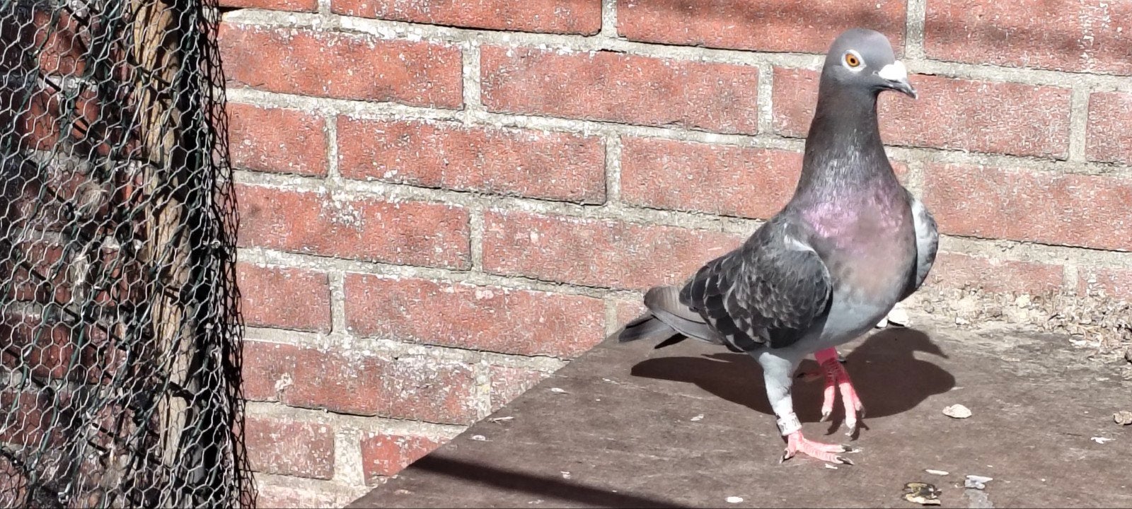 te koop kleurpostduif duivin., Dieren en Toebehoren, Vrouwelijk, Postduif