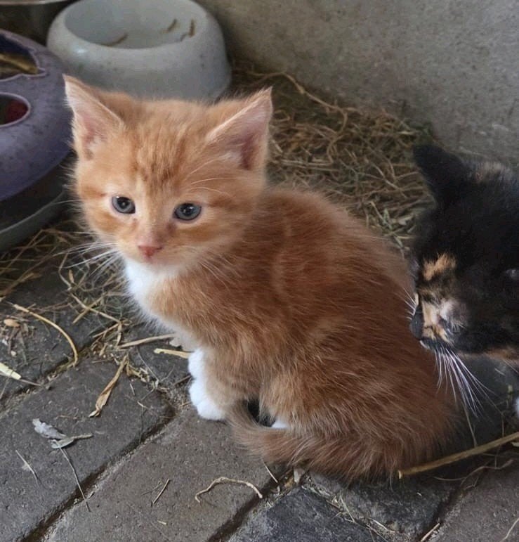 Nog maar 1! mooie, lieve & tamme kortharige boerderij kitten, Dieren en Toebehoren, Meerdere dieren, Kortharig, 0 tot 2 jaar