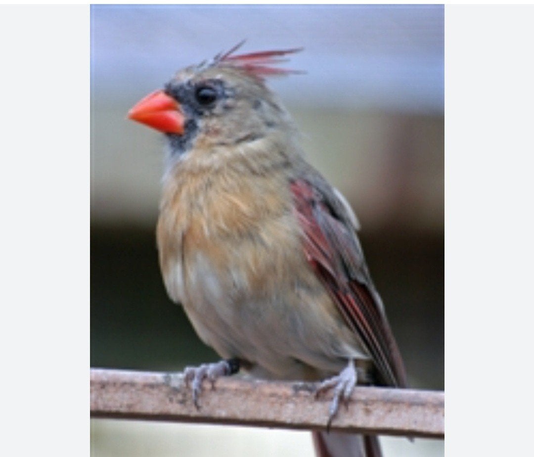 Roode kardinalen, Dieren en Toebehoren, Vogels | Overige Vogels, Meerdere dieren