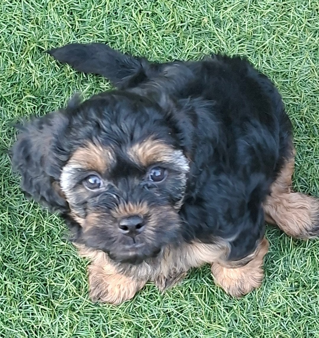 Nog 3 reutjes, klein blijvende Boomer x Toypoedeltje, Parvo, 8 tot 15 weken, Meerdere, Meerdere dieren