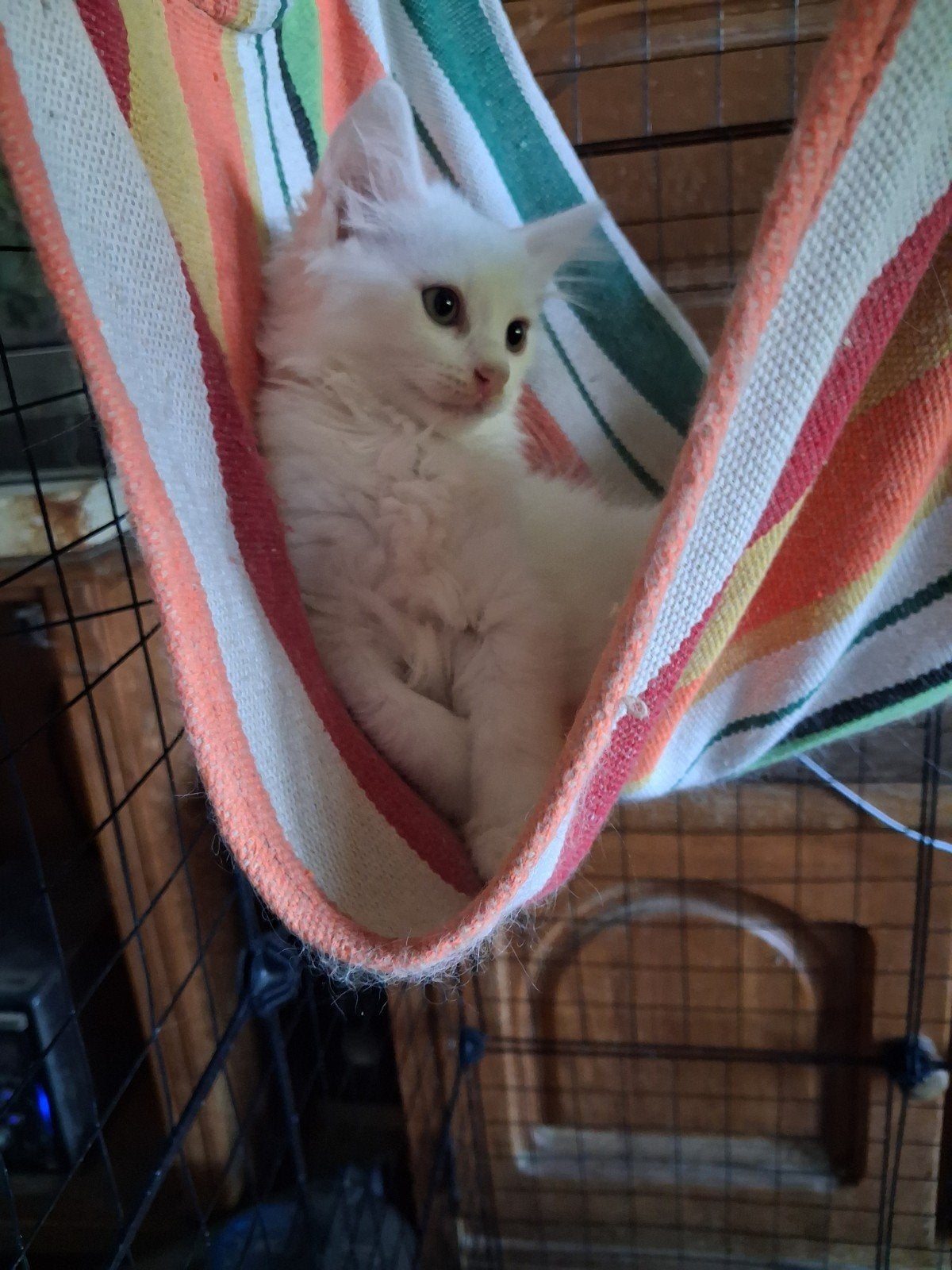Te koop nog 1 raszuiver wit turkse angora poesje, Poes, Ontwormd, 0 tot 2 jaar
