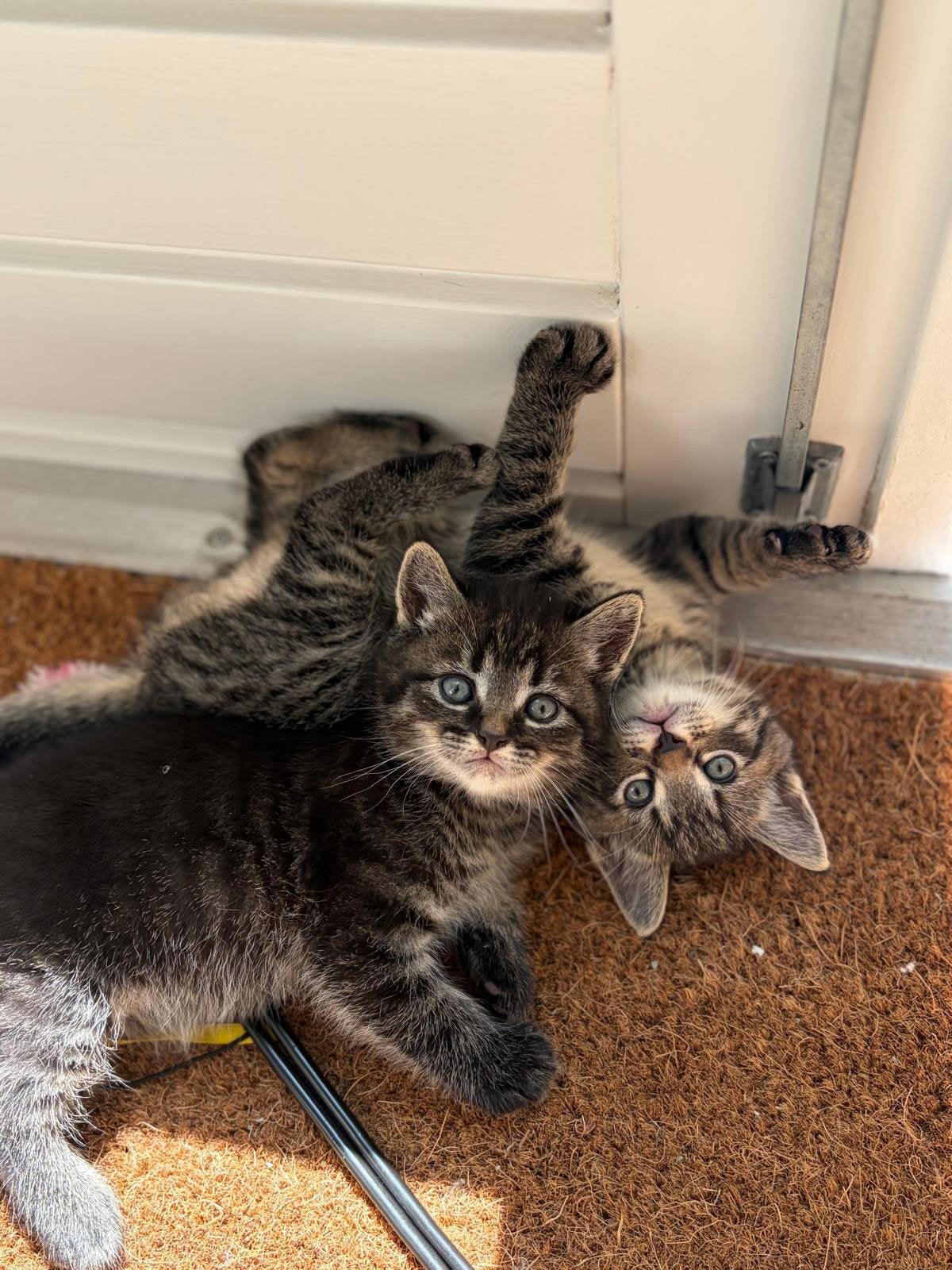 Kittens half ragdoll, Poes, Ontwormd