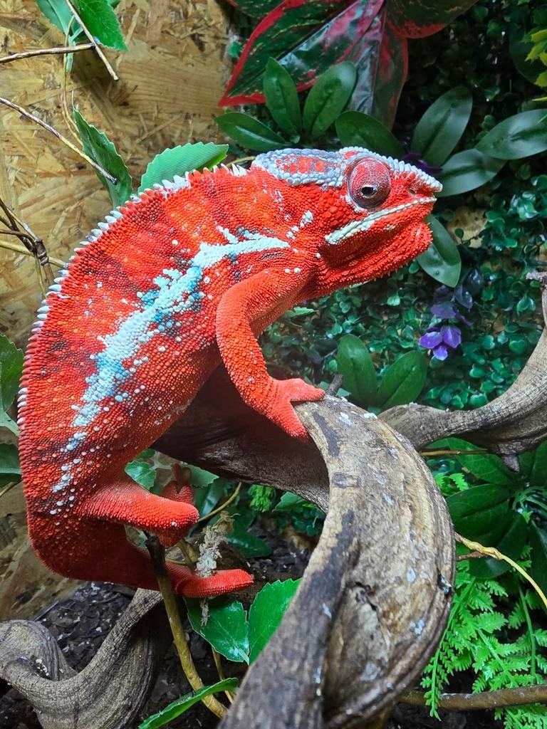 Prachtige furcifer pardalis vuurrood, Dieren en Toebehoren, Reptielen en Amfibieën, Hagedis, 0 tot 2 jaar