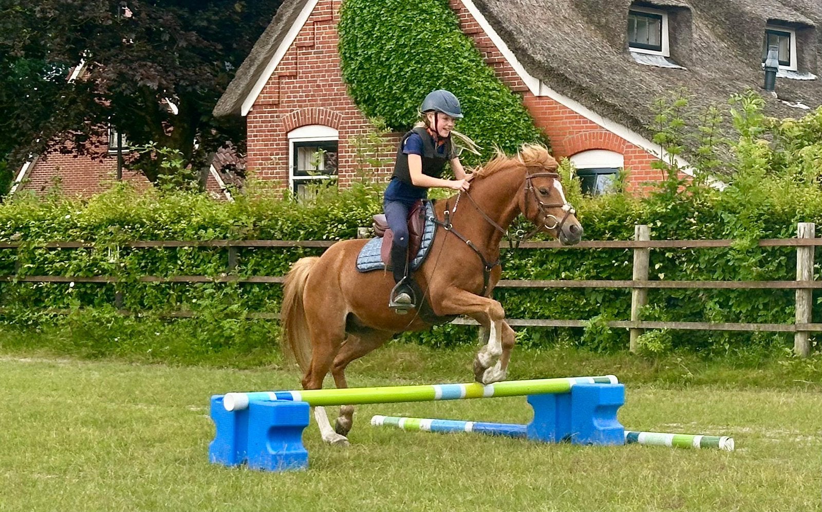 Super lieve (sport) pony, Welsh C, Dieren en Toebehoren, Ruin, C pony (1.27m tot 1.37m), Met stamboom, 3 tot 6 jaar