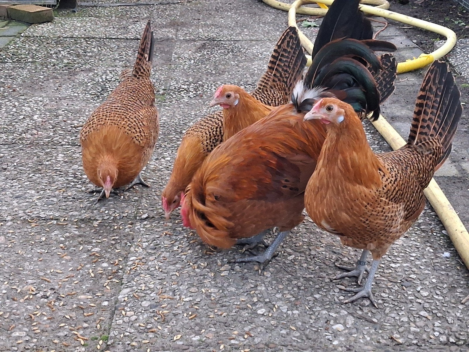 3 hennen assendelft kippen goudpel boeren geeltje, Vrouwelijk, Kip