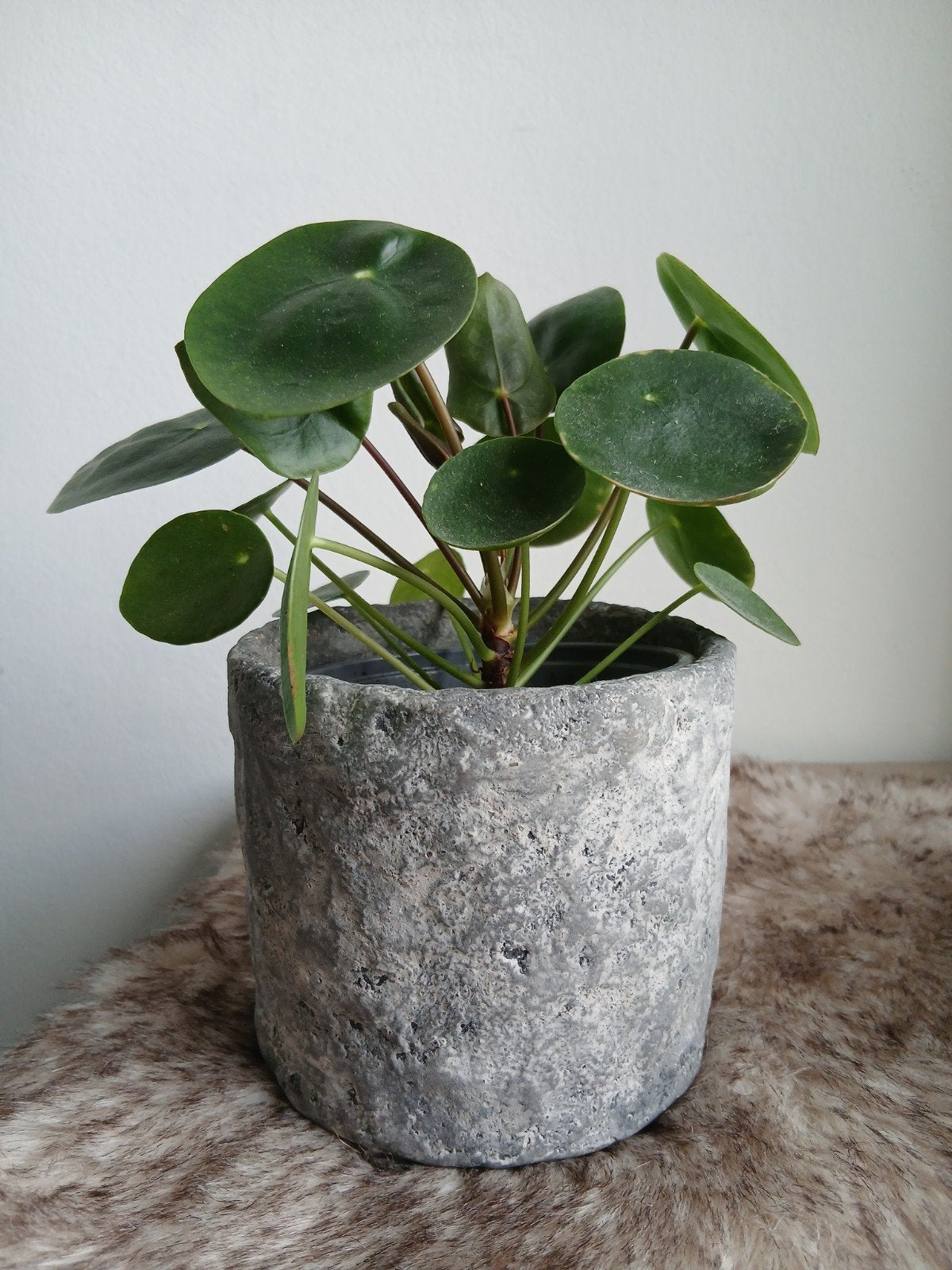 Lichtgrijze bloempot handbewerkt 11 cm met plant, Tuin en Terras, Bloempotten, Ophalen, Overige materialen, Rond, Binnen