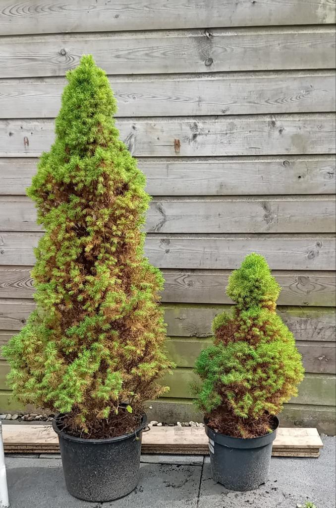 Kerstbomen 2x, Tuin en Terras, Planten | Struiken en Hagen, Ophalen