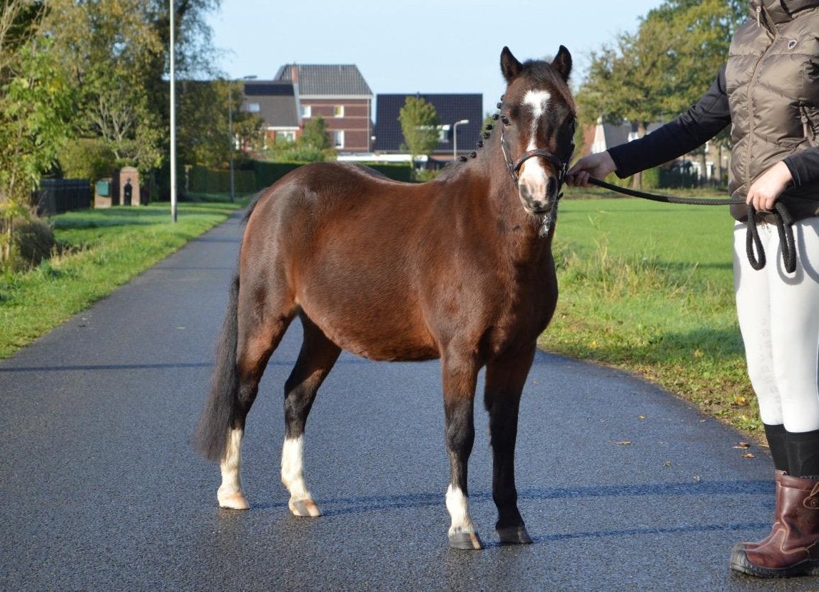Prachtige pony met potentie als kinder- en menpony, Met stamboom, Ruin, Zadelmak, A pony (tot 1.17m)