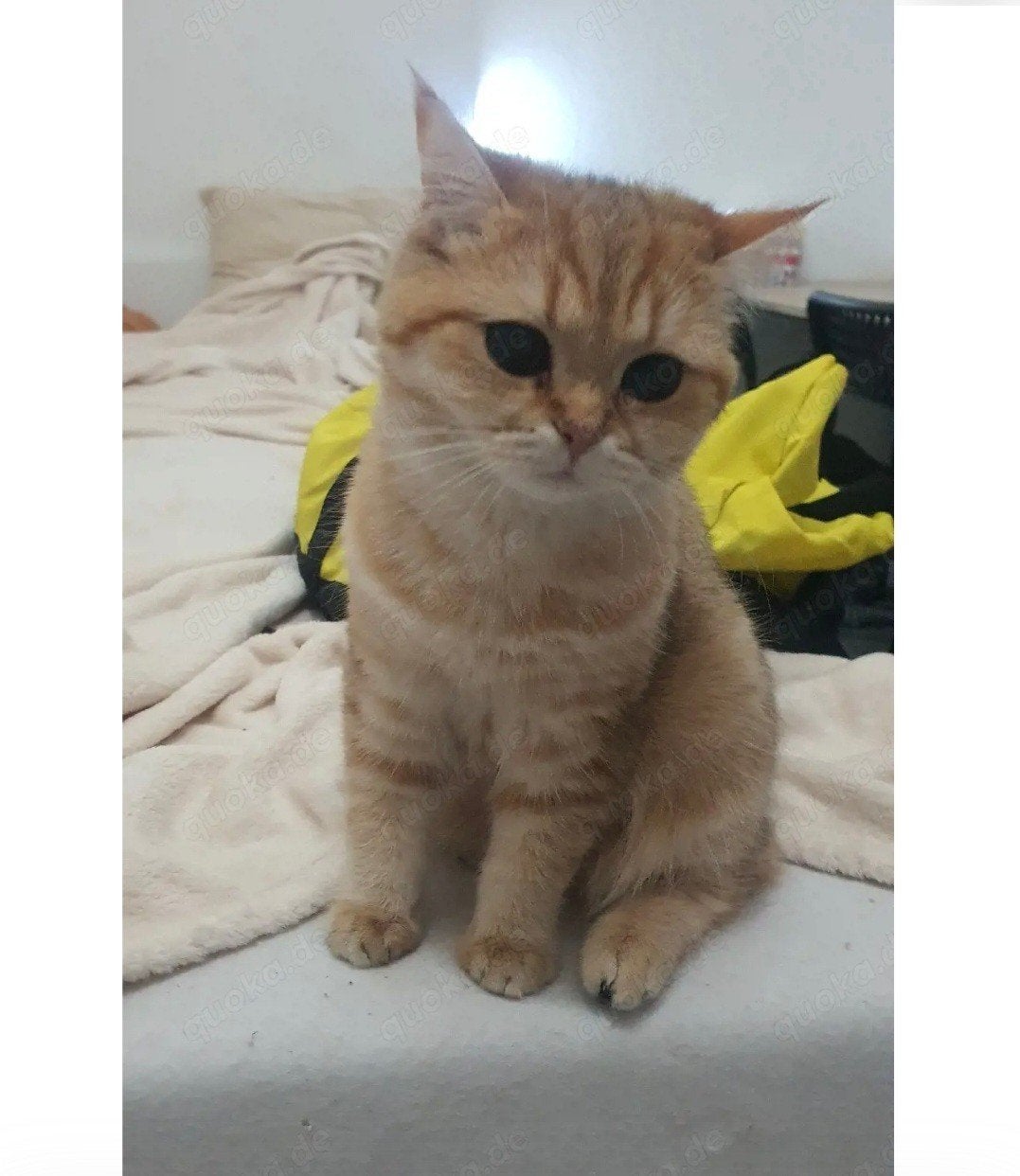 British Shorthair Female Cat (Golden-Black), Vaccinated & wi, Poes